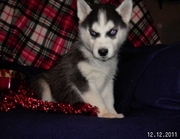 Cute and Adorable Siberian Huskey for good homes